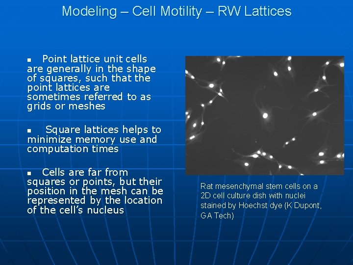 Modeling – Cell Motility – RW Lattices Point lattice unit cells are generally in