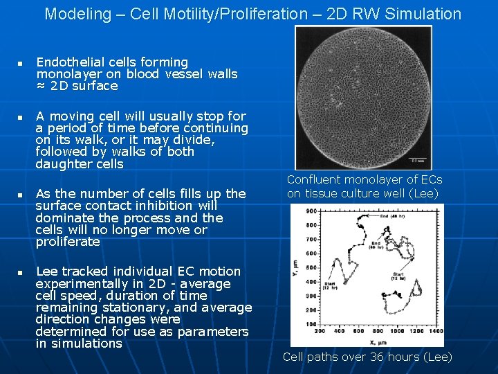 Modeling – Cell Motility/Proliferation – 2 D RW Simulation n n Endothelial cells forming