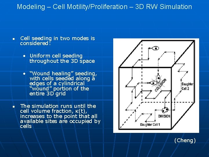 Modeling – Cell Motility/Proliferation – 3 D RW Simulation n Cell seeding in two