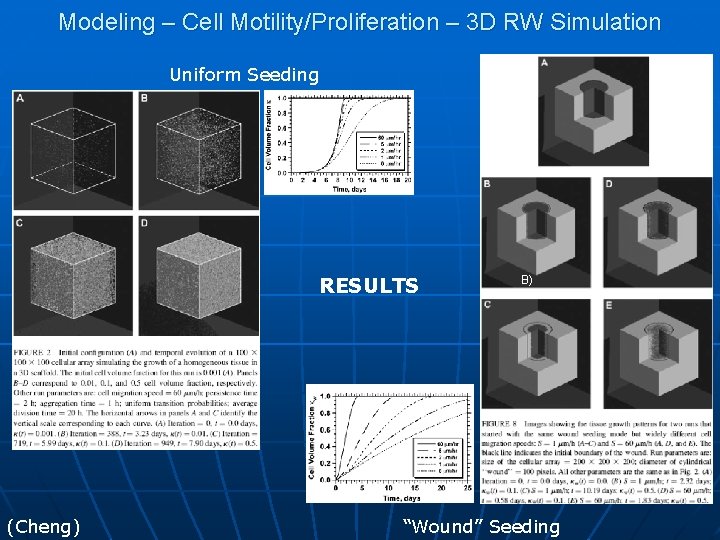 Modeling – Cell Motility/Proliferation – 3 D RW Simulation Uniform Seeding A) RESULTS (Cheng)