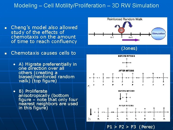 Modeling – Cell Motility/Proliferation – 3 D RW Simulation n n Cheng’s model also