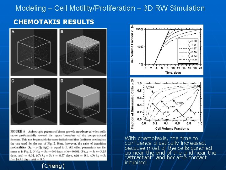 Modeling – Cell Motility/Proliferation – 3 D RW Simulation CHEMOTAXIS RESULTS (Cheng) With chemotaxis,