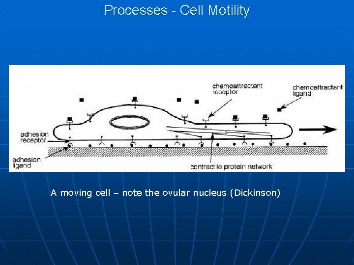 Processes - Cell Motility A moving cell – note the ovular nucleus (Dickinson) 