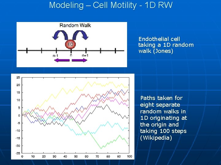 Modeling – Cell Motility - 1 D RW Endothelial cell taking a 1 D