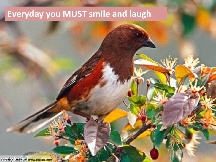 Everyday you MUST smile and laugh 