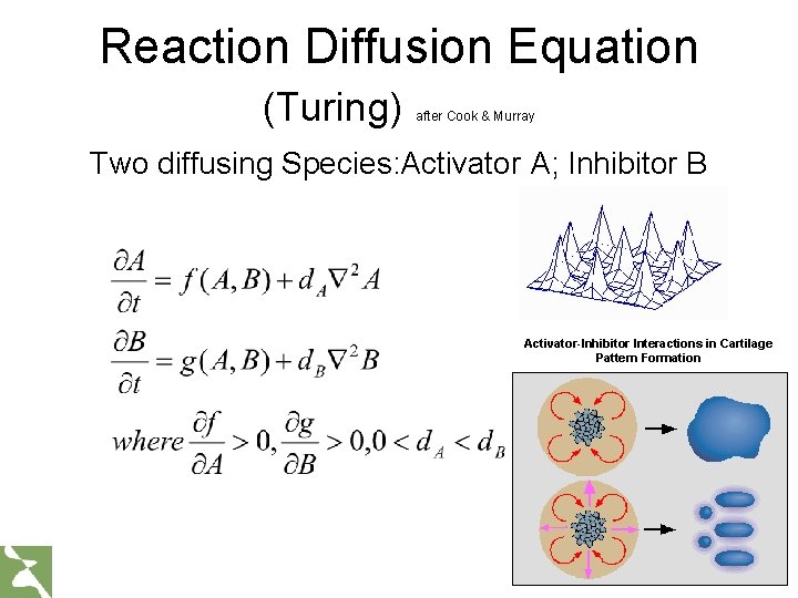 Reaction Diffusion Equation (Turing) after Cook & Murray Two diffusing Species: Activator A; Inhibitor