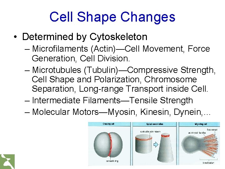 Cell Shape Changes • Determined by Cytoskeleton – Microfilaments (Actin)—Cell Movement, Force Generation, Cell