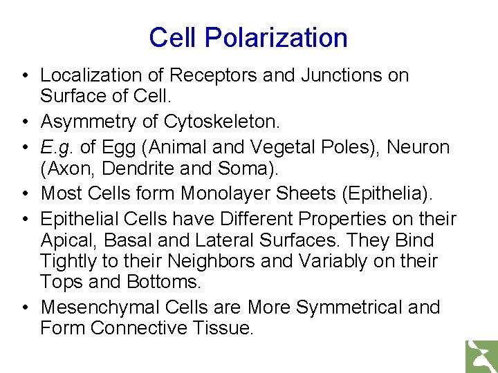 Cell Polarization • Localization of Receptors and Junctions on Surface of Cell. • Asymmetry