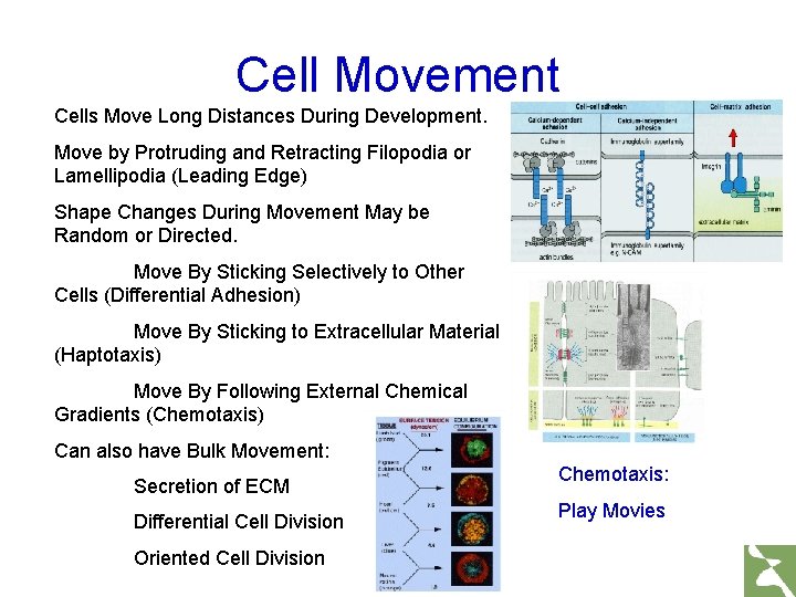 Cell Movement Cells Move Long Distances During Development. Move by Protruding and Retracting Filopodia