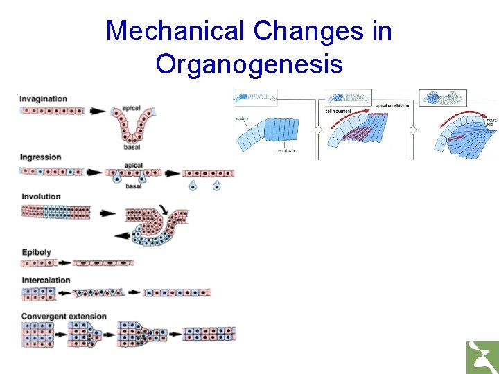 Mechanical Changes in Organogenesis 