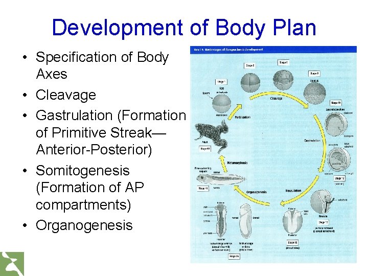 Development of Body Plan • Specification of Body Axes • Cleavage • Gastrulation (Formation