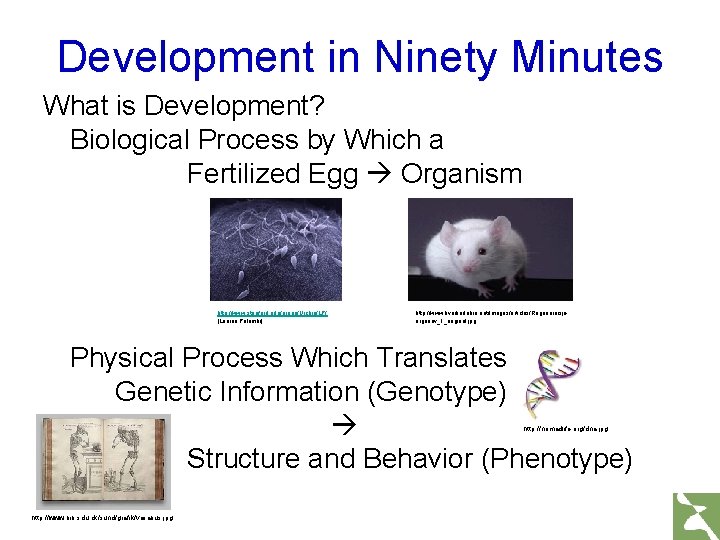 Development in Ninety Minutes What is Development? Biological Process by Which a Fertilized Egg