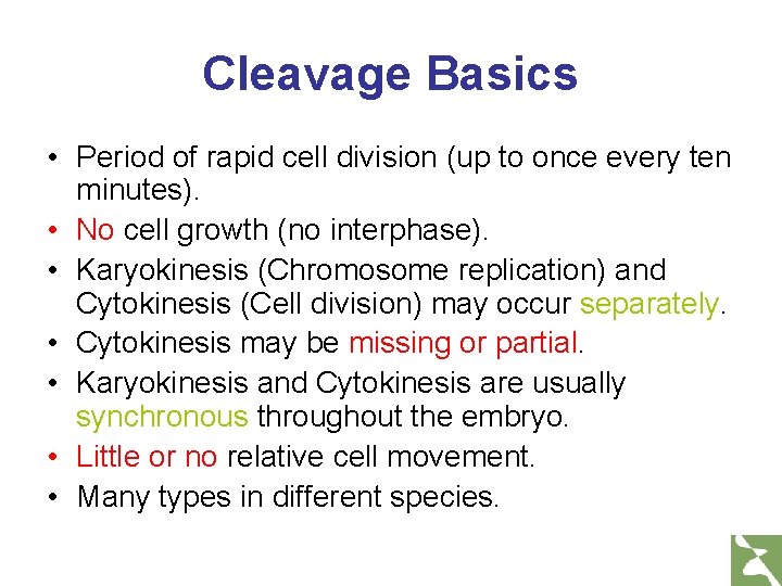 Cleavage Basics • Period of rapid cell division (up to once every ten minutes).