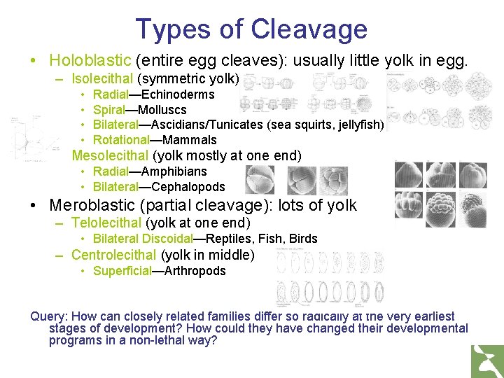 Types of Cleavage • Holoblastic (entire egg cleaves): usually little yolk in egg. –