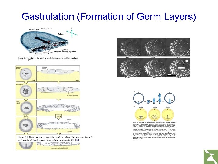 Gastrulation (Formation of Germ Layers) 