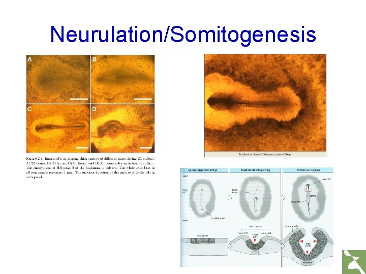 Neurulation/Somitogenesis 