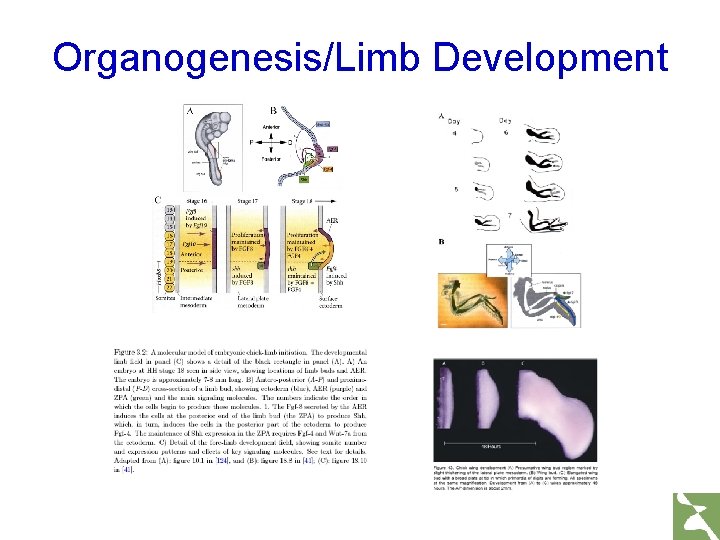 Organogenesis/Limb Development 