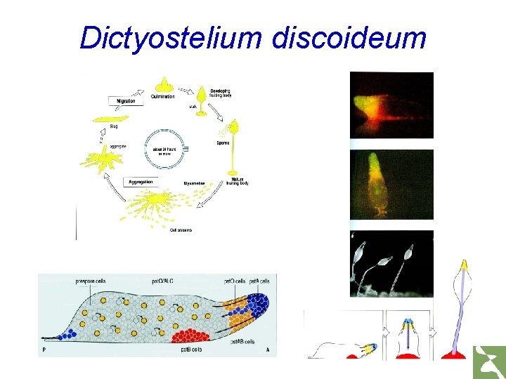 Dictyostelium discoideum 