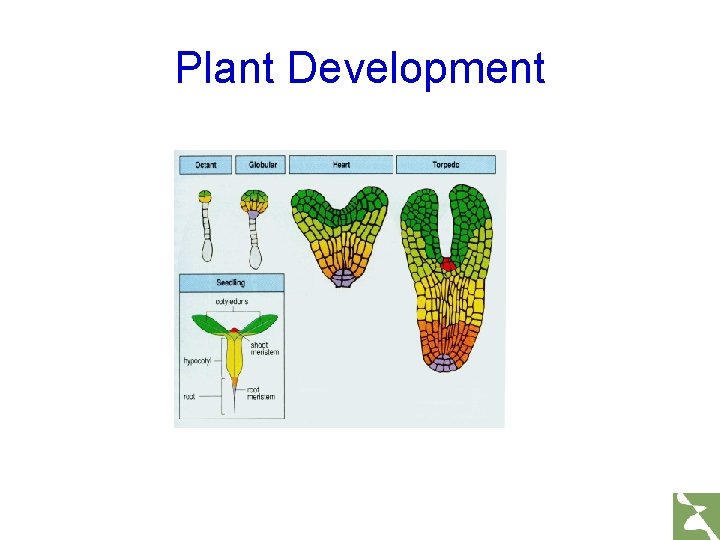 Plant Development 