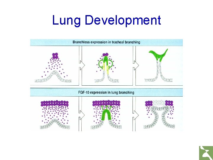 Lung Development 