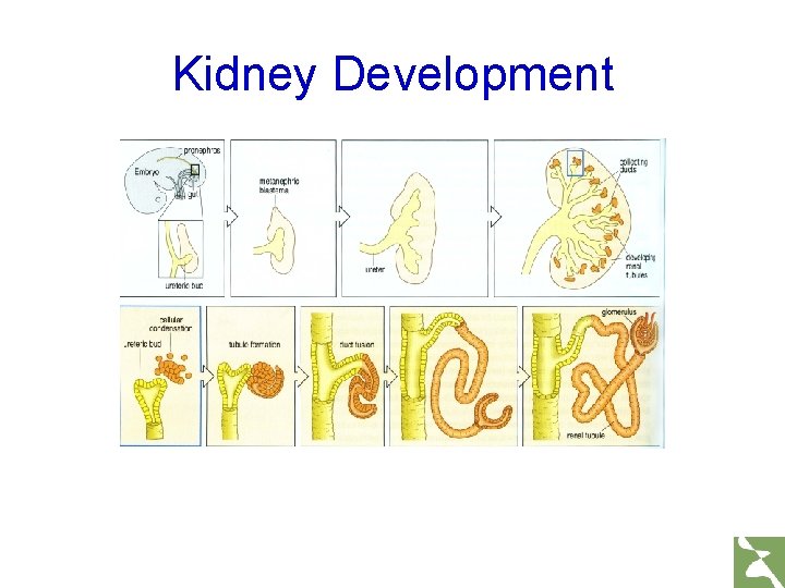 Kidney Development 