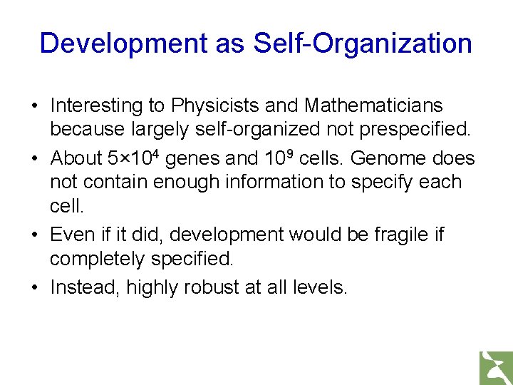 Development as Self-Organization • Interesting to Physicists and Mathematicians because largely self-organized not prespecified.