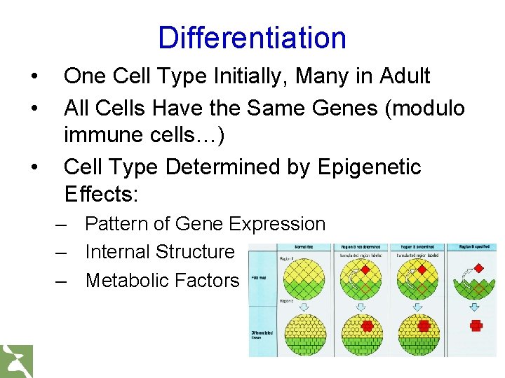 Differentiation • • • One Cell Type Initially, Many in Adult All Cells Have