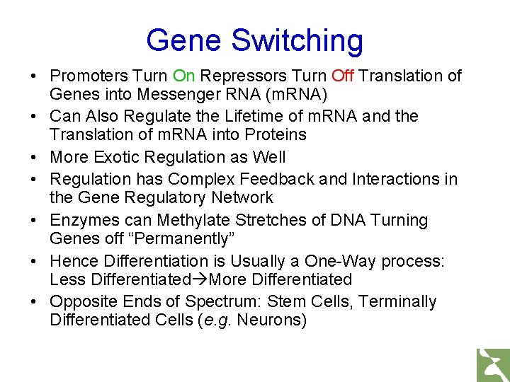 Gene Switching • Promoters Turn On Repressors Turn Off Translation of Genes into Messenger