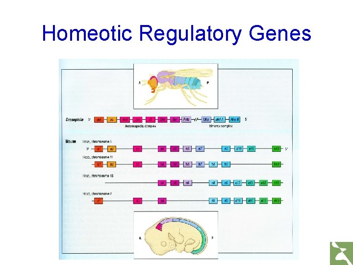 Homeotic Regulatory Genes 