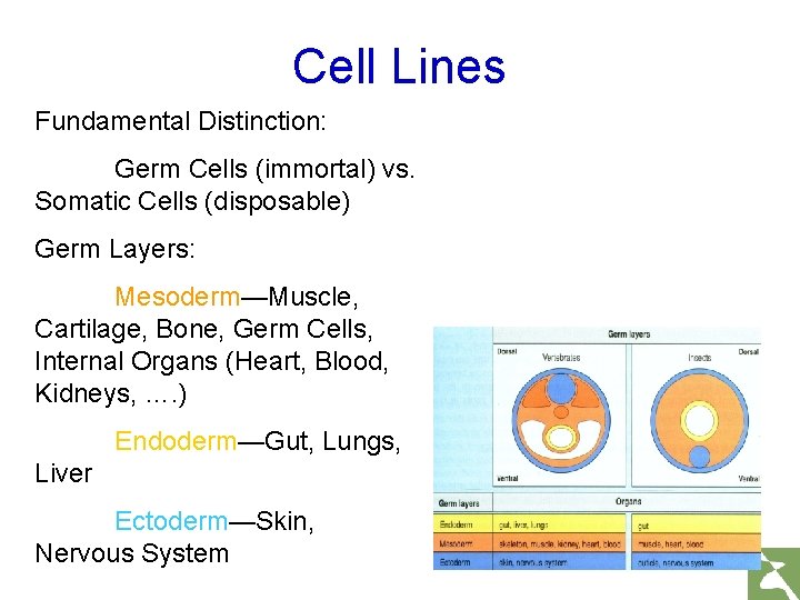 Cell Lines Fundamental Distinction: Germ Cells (immortal) vs. Somatic Cells (disposable) Germ Layers: Mesoderm—Muscle,