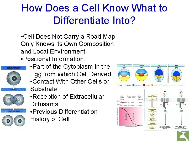 How Does a Cell Know What to Differentiate Into? • Cell Does Not Carry