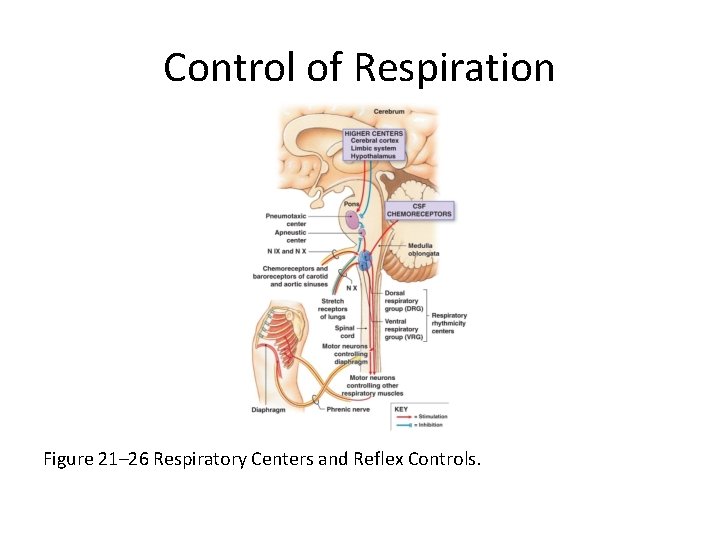 Control of Respiration Figure 21– 26 Respiratory Centers and Reflex Controls. 