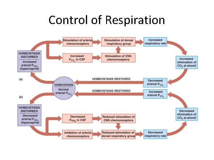 Control of Respiration 