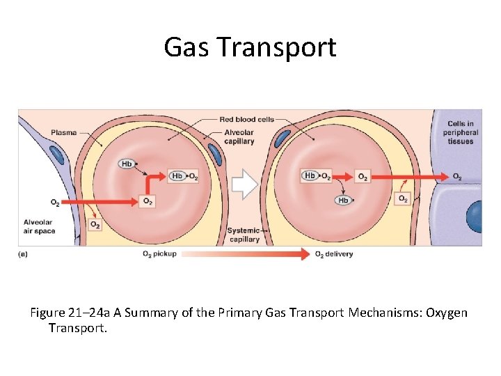 Gas Transport Figure 21– 24 a A Summary of the Primary Gas Transport Mechanisms: