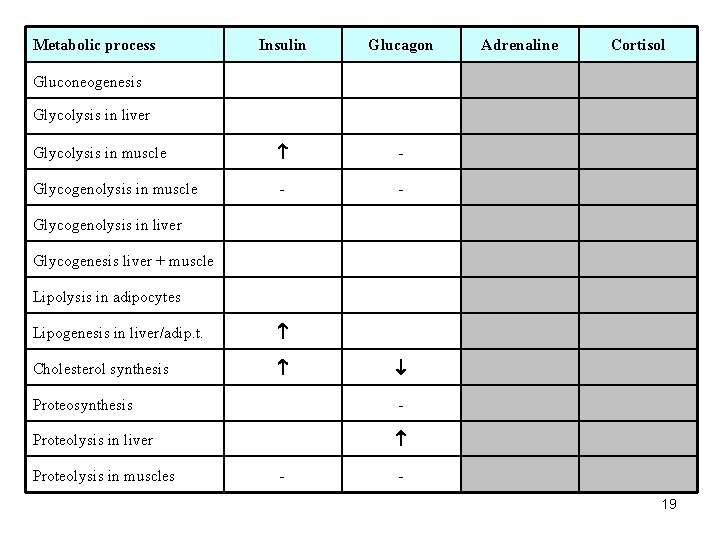 Metabolic process Insulin Glucagon Glycolysis in muscle - Glycogenolysis in muscle - - Adrenaline