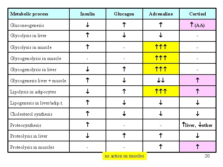 Metabolic process Insulin Glucagon Adrenaline Cortisol Gluconeogenesis (AA) Glycolysis in liver - Glycolysis in