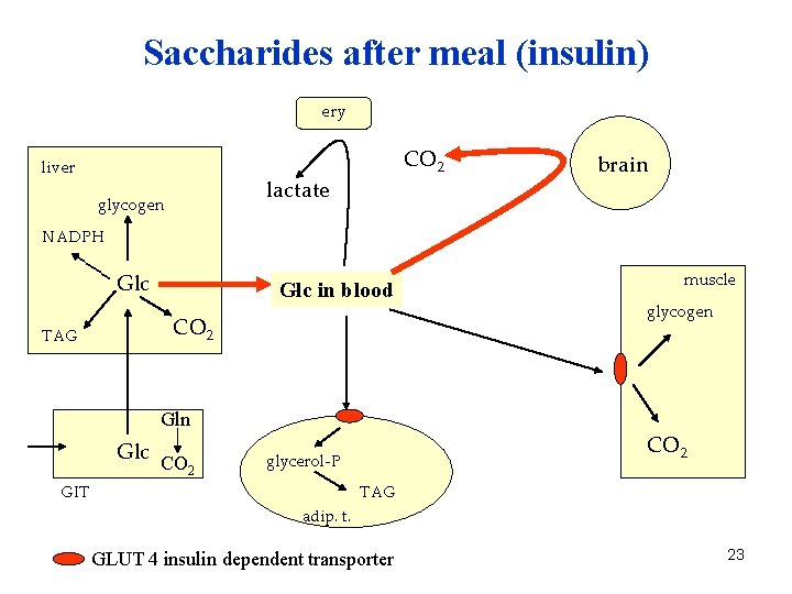 Saccharides after meal (insulin) ery liver CO 2 lactate glycogen brain NADPH Glc in