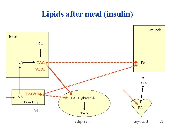 Lipids after meal (insulin) muscle liver Glc AA TAG FA VLDL CO 2 AA