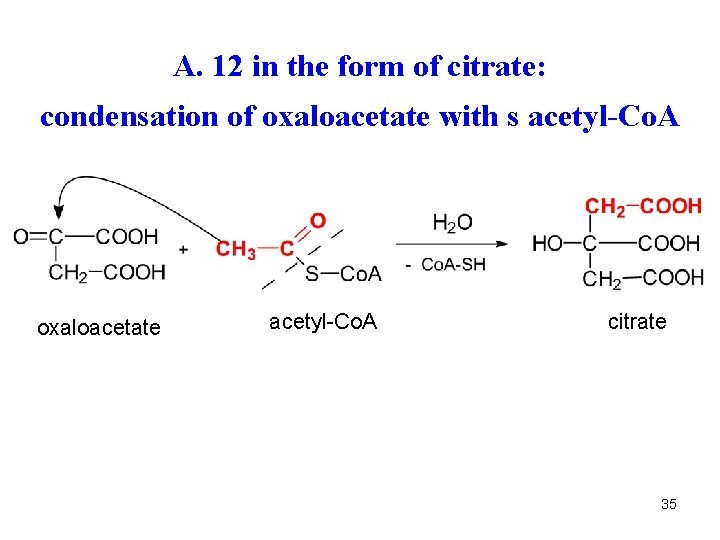 A. 12 in the form of citrate: condensation of oxaloacetate with s acetyl-Co. A