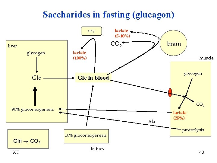 Saccharides in fasting (glucagon) ery lactate (5 -10%) CO 2 liver glycogen Glc brain