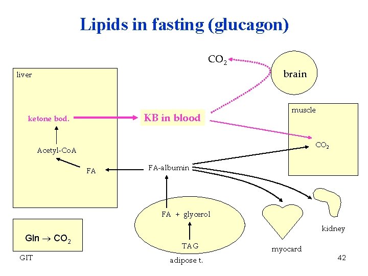 Lipids in fasting (glucagon) CO 2 liver KB in blood ketone bod. brain muscle