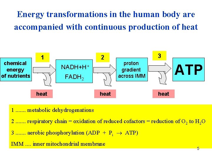 Energy transformations in the human body are accompanied with continuous production of heat chemical