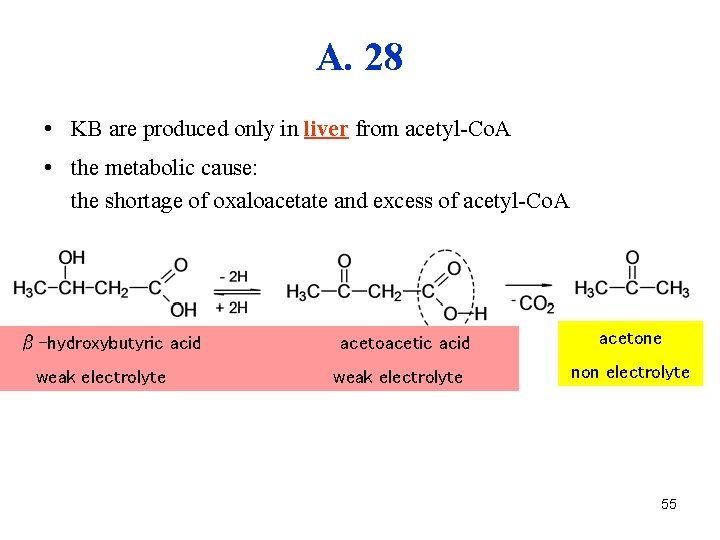 A. 28 • KB are produced only in liver from acetyl-Co. A • the