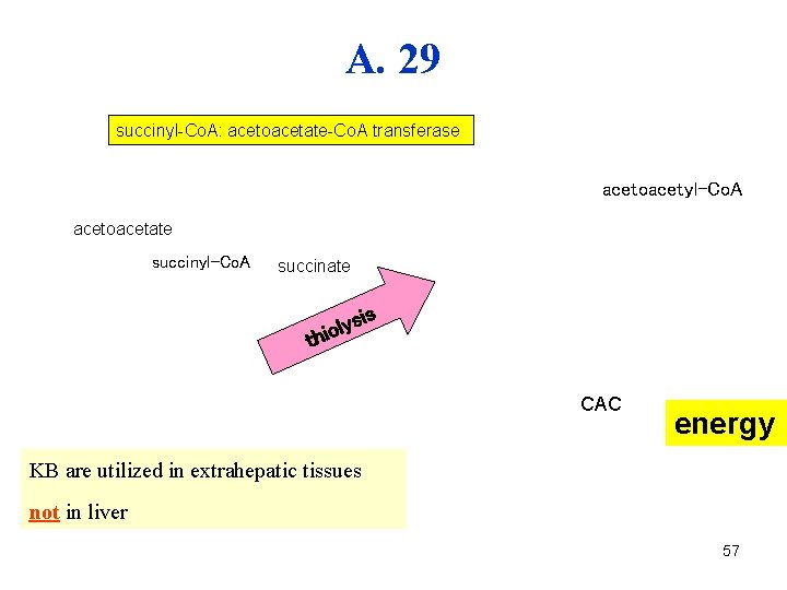 A. 29 succinyl-Co. A: acetoacetate-Co. A transferase acetoacetyl-Co. A acetoacetát acetoacetate succinyl-Co. A succinate