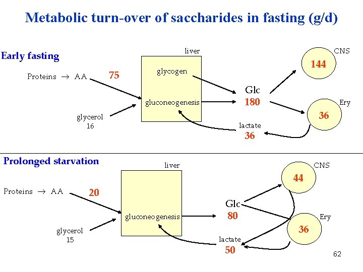 Metabolic turn-over of saccharides in fasting (g/d) liver Early fasting 75 Proteins AA CNS