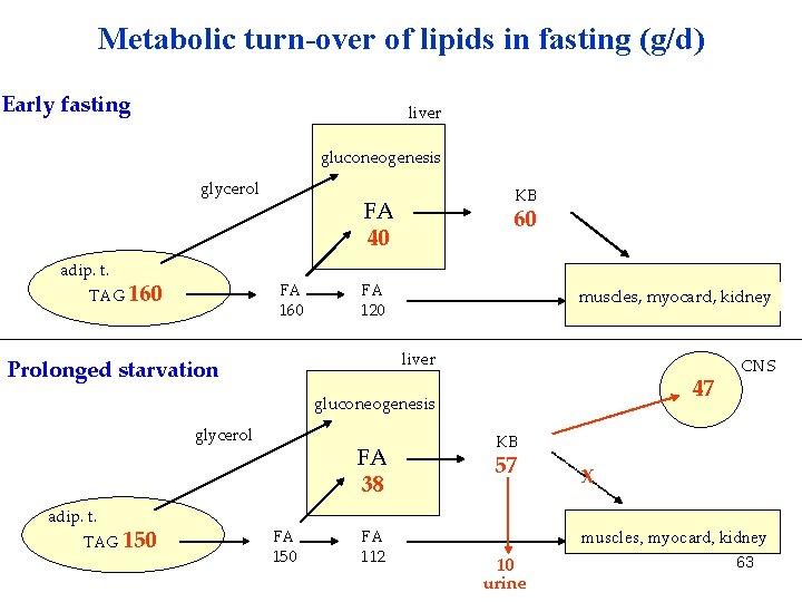 Metabolic turn-over of lipids in fasting (g/d) Early fasting liver gluconeogenesis glycerol adip. t.