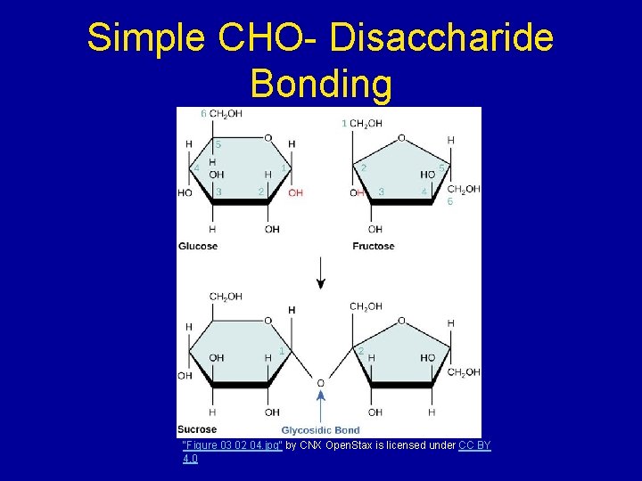 Simple CHO- Disaccharide Bonding "Figure 03 02 04. jpg" by CNX Open. Stax is