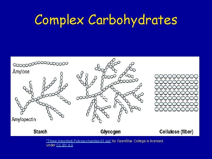 Complex Carbohydrates "Three Important Polysaccharides-01. jpg" by Open. Stax College is licensed under CC