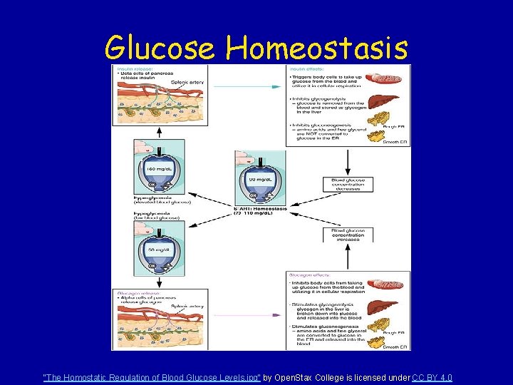 Glucose Homeostasis "The Homostatic Regulation of Blood Glucose Levels. jpg" by Open. Stax College