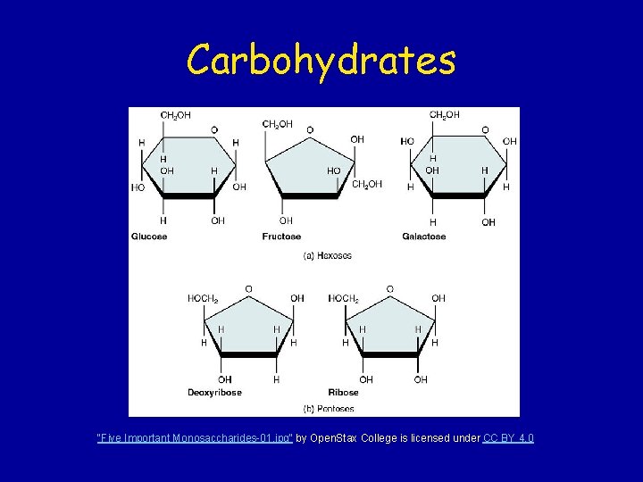 Carbohydrates "Five Important Monosaccharides-01. jpg" by Open. Stax College is licensed under CC BY